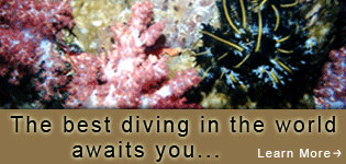 Fiji Diving