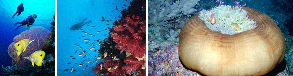 Diving in Fiji